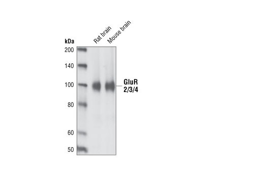 Western blot analysis of extracts from rat and mouse brain using AMPA Receptor (GluR 2/3/4) Antibody.