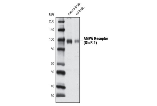 Western blot analysis of extracts from mouse and rat brains using AMPA Receptor (GluR 2) (D39F2) Rabbit mAb.