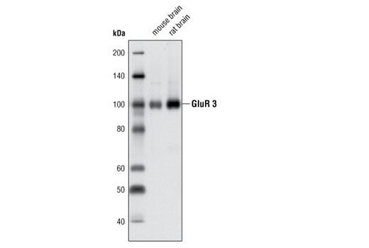 Western blot analysis of extracts from mouse and rat brains using AMPA Receptor (GluR 3) (D47E3) Rabbit mAb.