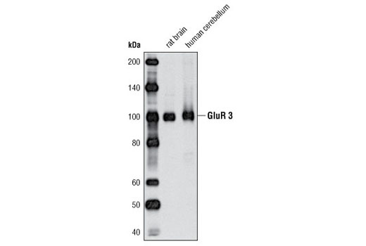 Western blot analysis of extracts from rat brain and human cerebellum using AMPA Receptor (GluR 3) Antibody.