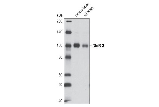 Western blot analysis of extracts from mouse and rat brains using AMPA Receptor (GluR 3) (D25G9) Rabbit mAb.