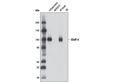 Western blot analysis of extracts from mouse brain, NIH/3T3 cells, rat brain, and C6 cells using AMPA Receptor (GluR 4) (D41A11) XP ® Rabbit mAb.
