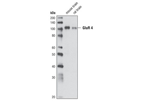 Western blot analysis of extracts from mouse and rat brain using AMPA Receptor (GluR 4) (Ala60) Antibody.