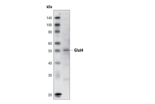 Western blot analysis of extracts from NIH/3T3 cells using Glut4 (1F8) Mouse mAb.
