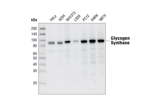 Western blot analysis of extracts from various cell lines, using Glycogen Synthase (15B1) Rabbit mAb.