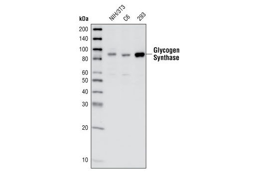 Western blot analysis of extracts from NIH/3T3, C6 and 293 cells, using Glycogen Synthase Antibody.