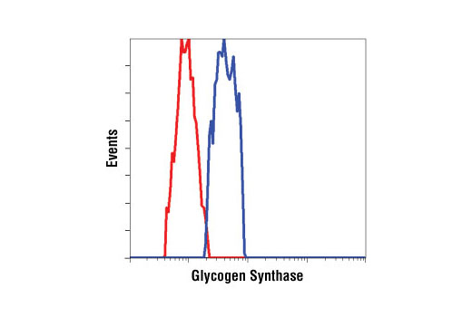Flow cytometric analysis of untreated 293 cells, using Glycogen Synthase Antibody (blue) compared to a nonspecific negative control antibody (red).