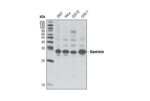 Western blot analysis of extracts from various cell types using Geminin Antibody.