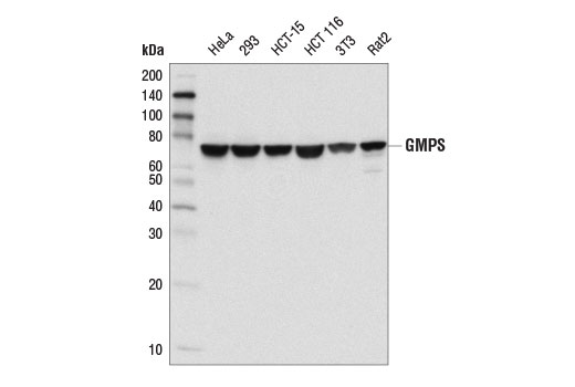Western blot analysis of extracts from various cell lines using GMPS Antibody.