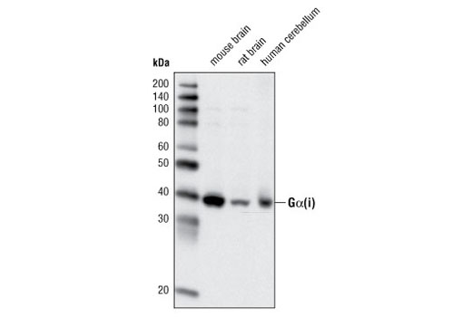 Western blot analysis of extracts from various tissues using Gα(i) Antibody.