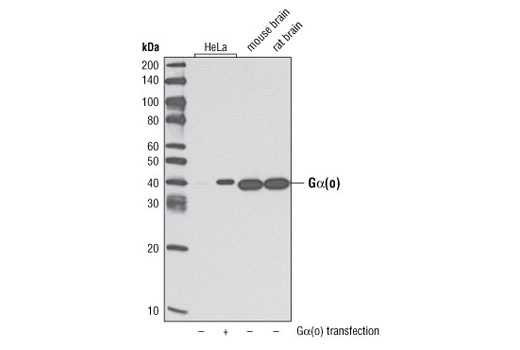Western blot analysis of extracts from various cell lines using Gα(o) Antibody.