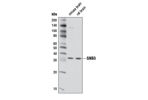 Western blot analysis of extracts from mouse and rat brain using GNB3 Antibody.
