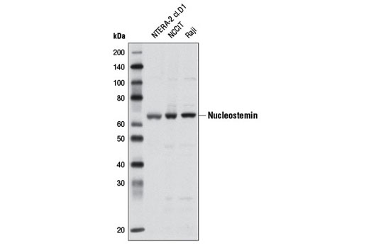 Western blot analysis of extracts from various cell lines using Nucleostemin Antibody.