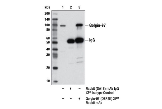 Immunoprecipitation of Golgin-97 from SK-MEL-5 cell extracts using Rabbit (DA1E) mAb IgG XP ® Isotype Control #3900 (lane 2) or Golgin-97 (D8P2K) Rabbit mAb (lane 3). Lane 1 is 10% input. Western blot analysis was performed using Golgin-97 (D8P2K) Rabbit mAb.