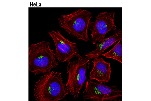 Confocal immunofluorescent analysis of HeLa cells using Golgin-97 (D8P2K) Rabbit mAb (green). Actin filaments were labeled with DyLight™ 554 Phalloidin #13054 (red). Blue pseudocolor = DRAQ5 ® #4084 (fluorescent DNA dye).