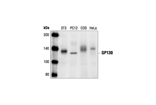 Western blot analysis of extracts from NIH/3T3, PC12, COS and HeLa cells, using GP130 Antibody.
