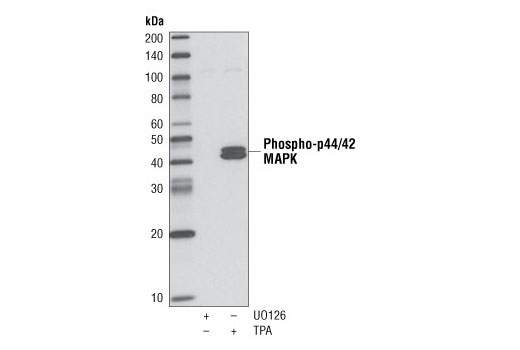  Western blot analysis of p44/42 MAPK (Erk1/2) Control Cell Extracts #9194, treated with either U0126 #9903 or TPA #4174, using Phospho-p44/42 MAPK (Erk1/2) (Thr202/Tyr204) (D13.14.4E) XP® Rabbit mAb (Biotinylated) #4094.