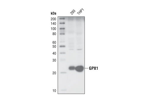 Western blot analysis of extracts from 293 and THP1 cells, using GPX1 Antibody.