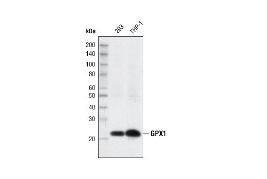 Western blot analysis of extracts from 293 and THP-1 cells using GPX1 (C8C4) Rabbit mAb.