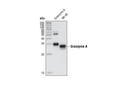 Western blot analysis of recombinant His-tagged Granzyme A (10 ng) and lysates from the natural killer cell line NK-92, using Granzyme A Antibody.