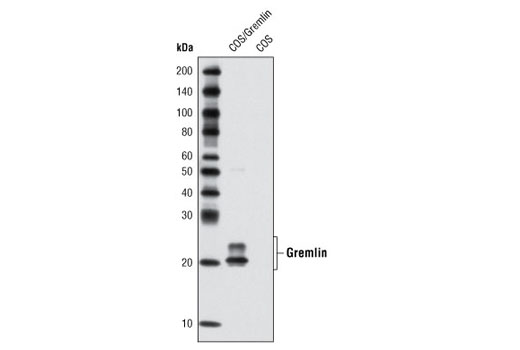 Western analysis of cell extracts from COS cells, untreated or transfected with a mouse Gremlin expression construct, using Gremlin Antibody.