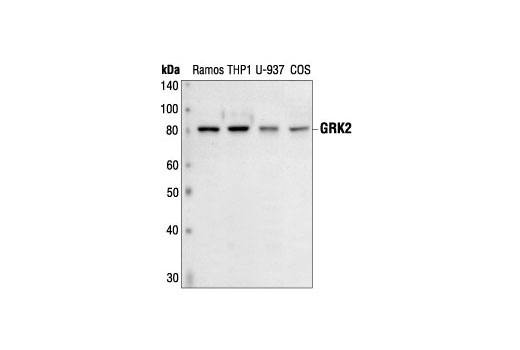Western blot analysis of extracts from Ramos, THP1, U-937, and COS cells, using GRK2 Antibody.