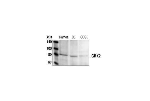 Immunoprecipitation of GRK2 from Ramos, C6 and COS cell lysates followed by Western blot analysis, using GRK2 Antibody.