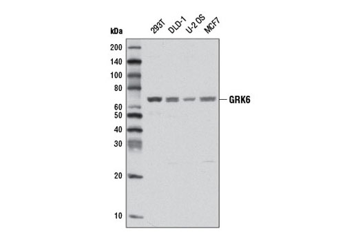 Western blot analysis of extracts from various cell lines using GRK6 (D1A4) Rabbit mAb.