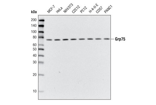 Western blot analysis of extracts from various cell types using Grp75 Antibody.