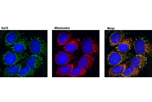 Confocal immunofluorescent analysis of MCF-7 cells using Grp75 Antibody (green) showing colocalization with mitochondria that have been labeled with MitoTracker ® Red CMXRos (red). Blue pseudocolor = DRAQ5™ (fluorescent DNA dye).