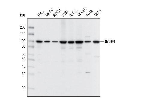 Western blot analysis of extracts from various cell types using Grp94 Antibody.