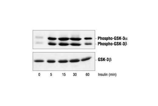 Western blot analysis of extracts from 293 cells, untreated or insulin treated for the indicated times, using Phospho-GSK-3alpha/beta (Ser21/9) Antibody (upper) or GSK-3beta Antibody #9332 (lower).