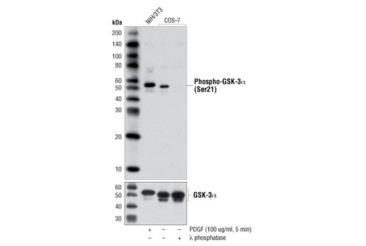 Western blot analysis of extracts from NIH/3T3 cells treated with PDGF, or COS-7 cells, either untreated or trested with λ phosphatase, using Phospho-GSK-3α (Ser21) (D1G2) Rabbit mAb (upper) and GSK-3α (D80E6) Rabbit mAb #4337 (lower).