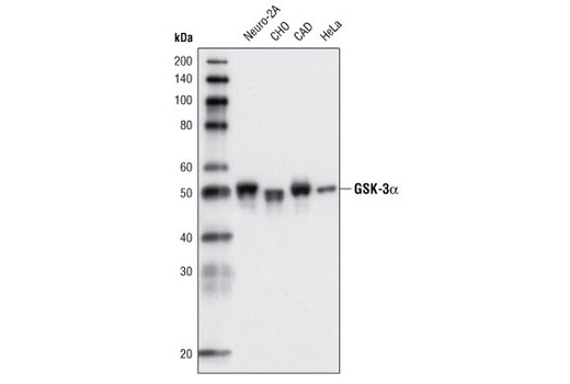 Western blot analysis of extracts from various cell types using GSK-3α (D80E6) Rabbit mAb.