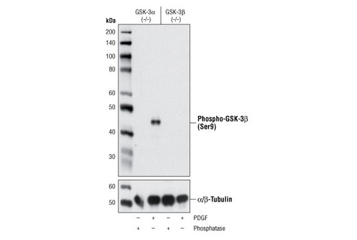 Western blot analysis of extracts from GSK-3α (-/-) (lanes 1,2) and GSK-3β (-/-) (lanes 3,4) mouse embryonic fibroblast (MEF) cells, λ phosphatase or PDGF-treated, using Phospho-GSK-3β (Ser9) (D85E12) XP ® Rabbit mAb (upper) and α/β-Tubulin Antibody #2148 (lower). (MEF wild type, GSK-3α (-/-) and GSK-3β (-/-) cells were kindly provided by Dr. Jim Woodgett, University of Toronto, Canada).