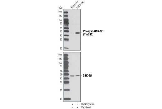 Western blot analysis of extracts from HeLa cells, either hydroxyurea-treated (4 mM, 20 hrs) to induce G1/S phase arrest or paclitaxel-treated (100 nM/ml, 20 hrs) for G2/M phase arrest, using Phospho-GSK-3β (Thr390) Antibody (upper) or GSK-3β (27C10) Rabbit mAb #9315 (lower) to show induction of phospho-GSK and equal loading.