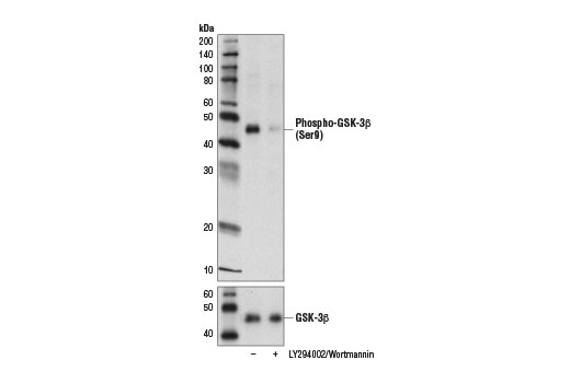 Western blot analysis of extracts from PC-3 cells, untreated (-) or treated with LY294002 #9901 (50 μM, overnight; +) and Wortmannin #9951 (1 μM, overnight; +), using Phospho-GSK-3β (Ser9) (D2Y9Y) Mouse mAb (upper) and GSK-3β (3D10) Mouse mAb #9832 (lower).