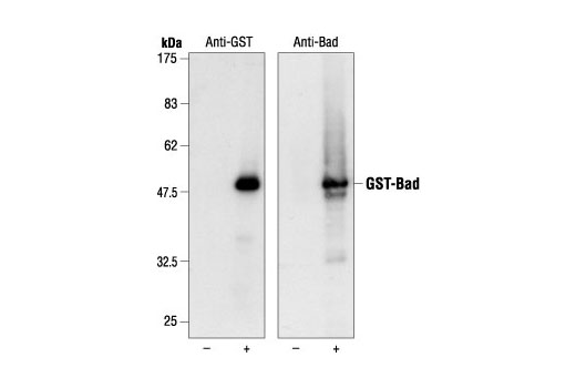 Western blot analysis of extracts from untransfected control cells (-) and transfected cells overexpressing GST-Bad (+), using GST Antibody (left) and Bad Antibody #9292 (right).