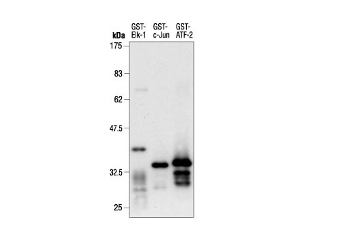 Western blot analysis of purified recombinant GST fusion proteins.