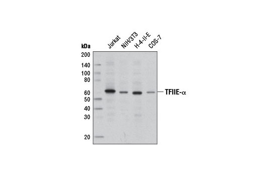 Western blot analysis of extracts from various cell lines using TFIIE-α Antibody.