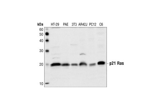 Western blot analysis of extracts from HT-29, PAE, NIH-3T3, AR42J, PC12 and C6 cell lysates,using Ras Antibody.