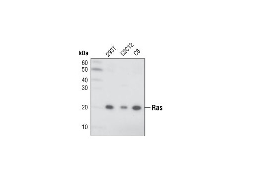 Western blot analysis of extracts from 293T, C2C12 and C6 cells using Ras (27H5) Rabbit mAb.