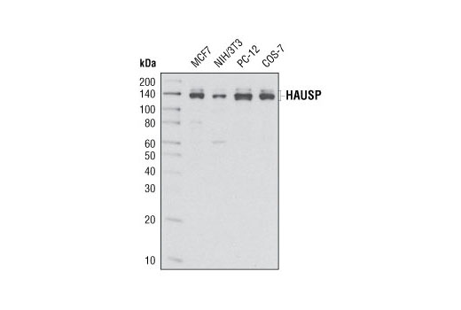 Western blot analysis of extracts from various cell lines using HAUSP (D17C6) XP ® Rabbit mAb.
