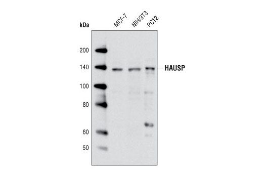 Western blot analysis of extracts from MCF-7, NIH/3T3 and PC12 cells using HAUSP Antibody.
