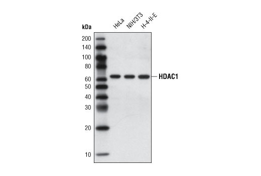 Western blot analysis of extracts from HeLa, NIH/3T3, and H-4-II-E cells using HDAC1 (10E2) Mouse mAb.