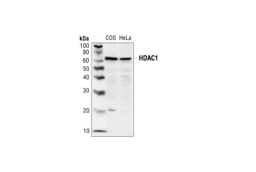 Western blot analysis of COS or HeLa cell lysates using Histone Deacetylase 1 (HDAC1) Antibody.