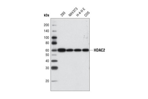 Western blot analysis of various cell types using HDAC2 Antibody.