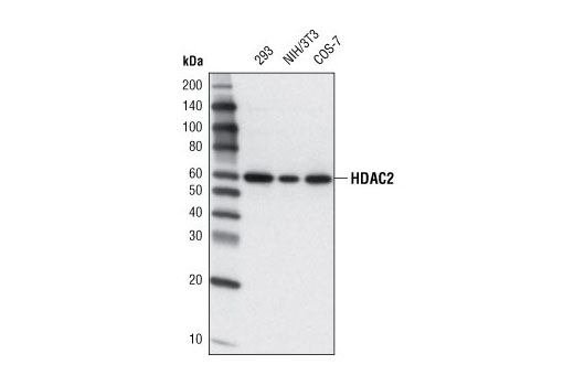 Western blot analysis of extracts from various cell lines using HDAC2 (3F3) Mouse mAb.