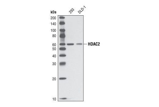 Western blot analysis of extracts from 293 and DLD-1 cells using HDAC2 Antibody (IP Preferred).