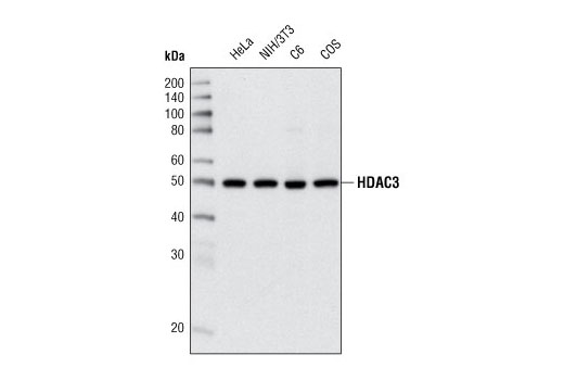 Western blot analysis of extracts from various cell lines using HDAC3 (7G6C5) Mouse mAb.
